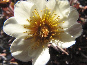 white flower
