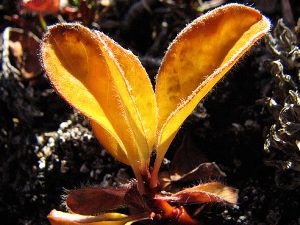 yellow leaves