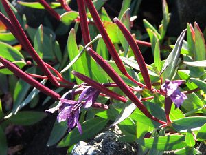 flowers - closeup