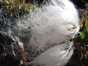 seed fluff