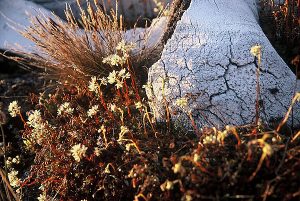 arctic flowers