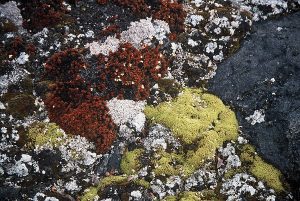 Lichen