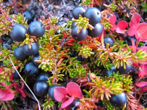 Blueberries