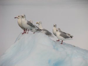 Disco Gulls