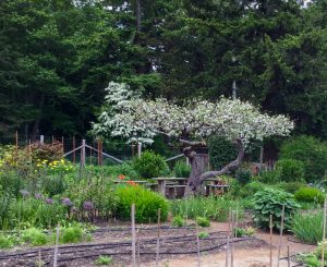 Hollyhock garden