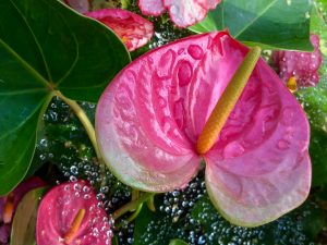 Anthurium