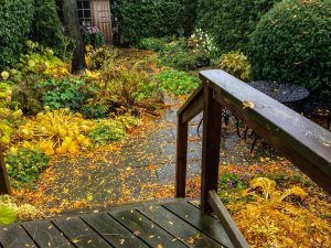 After the rain