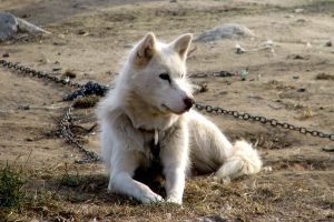 Sled dog